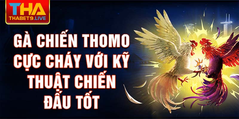 Gà Chiến Thomo cực cháy với kỹ thuật chiến đấu tốt