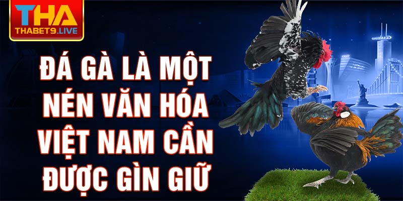 Đá gà là một nén văn hóa Việt Nam cần được gìn giữ