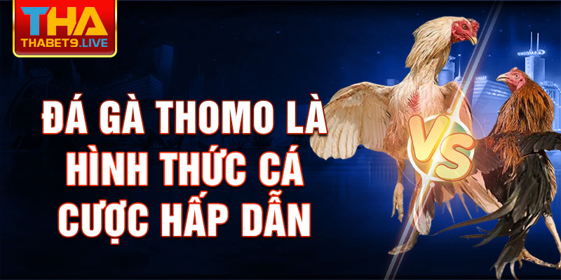 Đá Gà Thomo là hình thức cá cược hấp dẫn