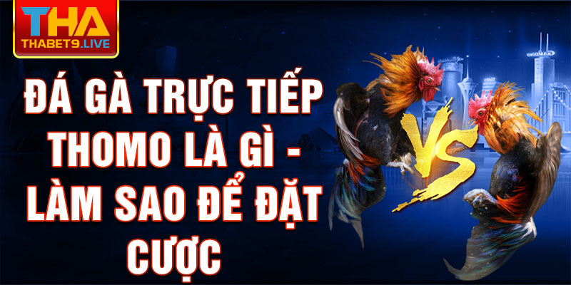 Đá Gà Trực Tiếp Thomo Là Gì - Làm sao để đặt cược