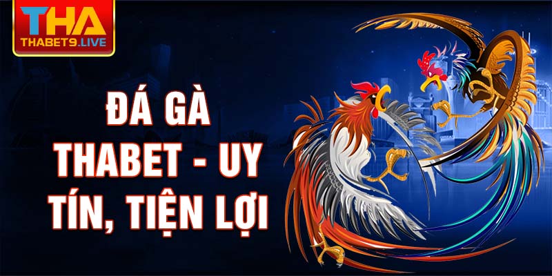 Đá gà thabet - uy tín, tiện lợi